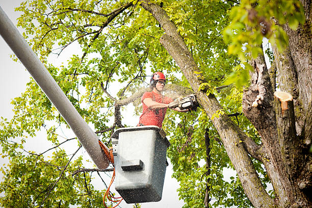 Best Arborist Consultation Services  in Gardnertown, NY