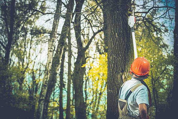 How Our Tree Care Process Works  in  Gardnertown, NY